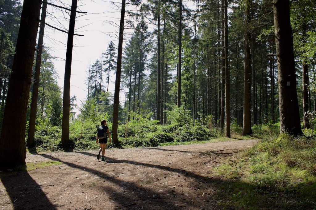 We wandelen ook stukken door het bos.